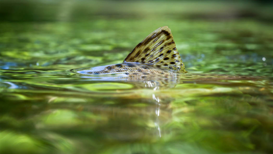 a fish fin sticks out of water