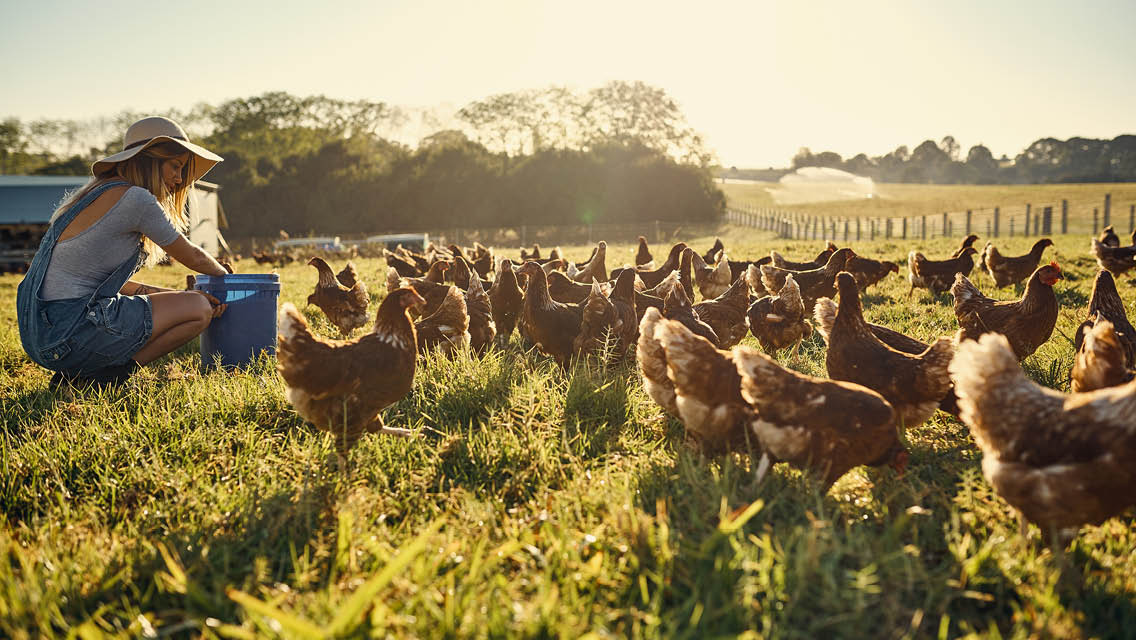 a farmer feeds chickens grazing in a pasture