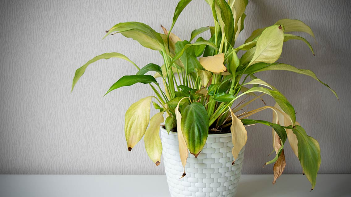 a sick looking peace lily