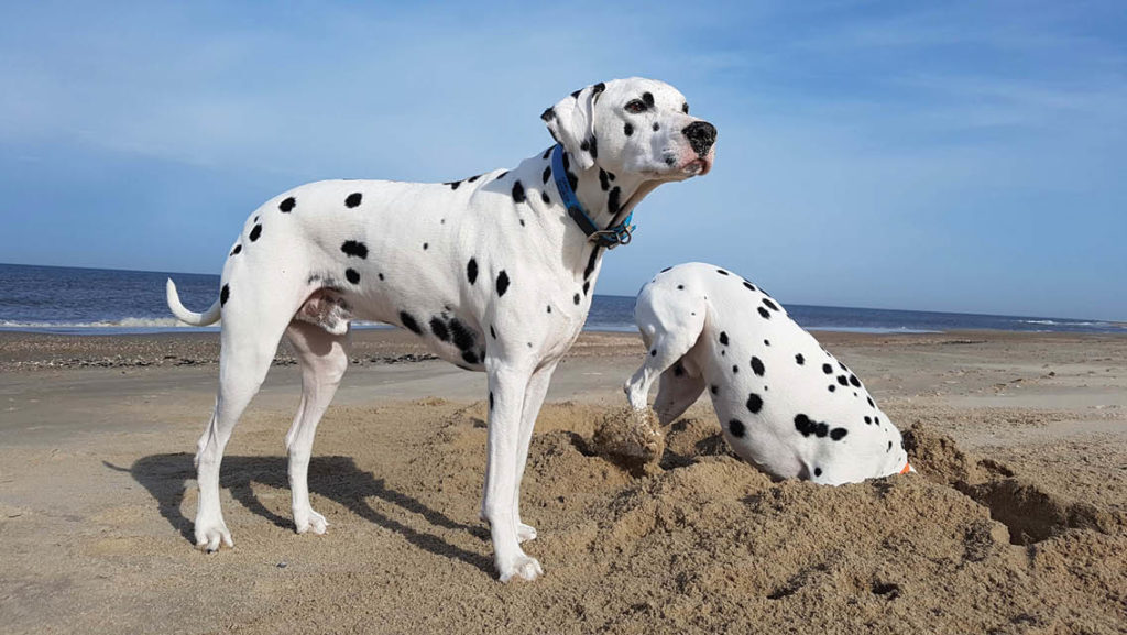 two Dalmatians dig in the sand at a beach 