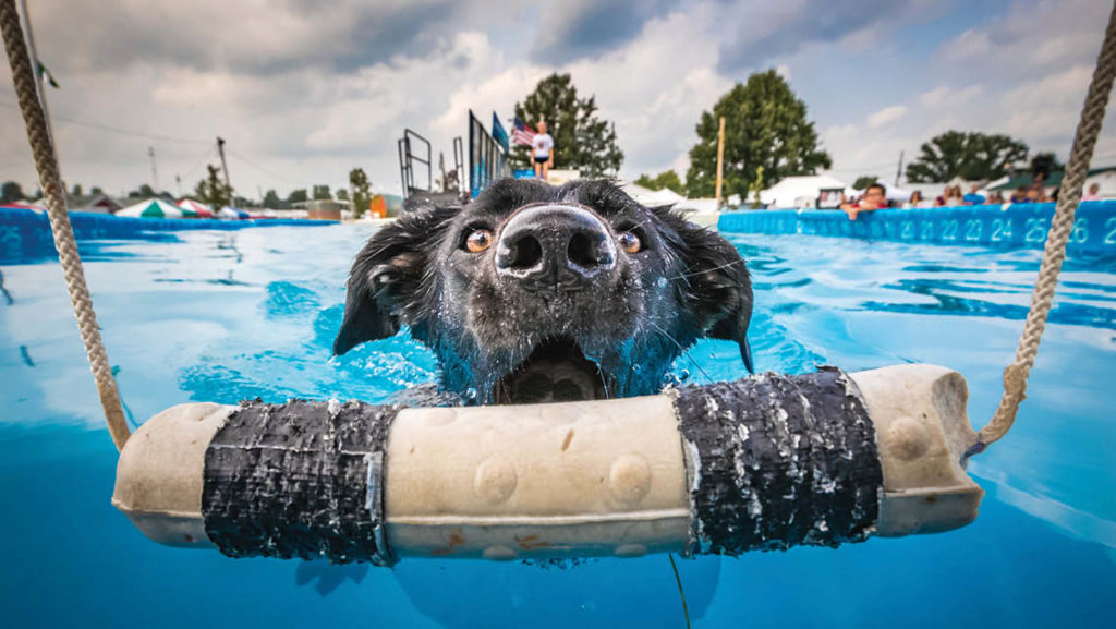 a black lab swims in a pool
