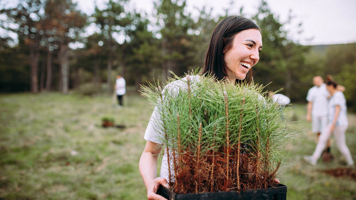 a woman works with others planting sapling pine trees