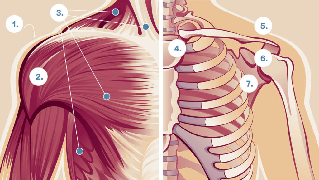 anatomical illustration of shoulder muscles and joints
