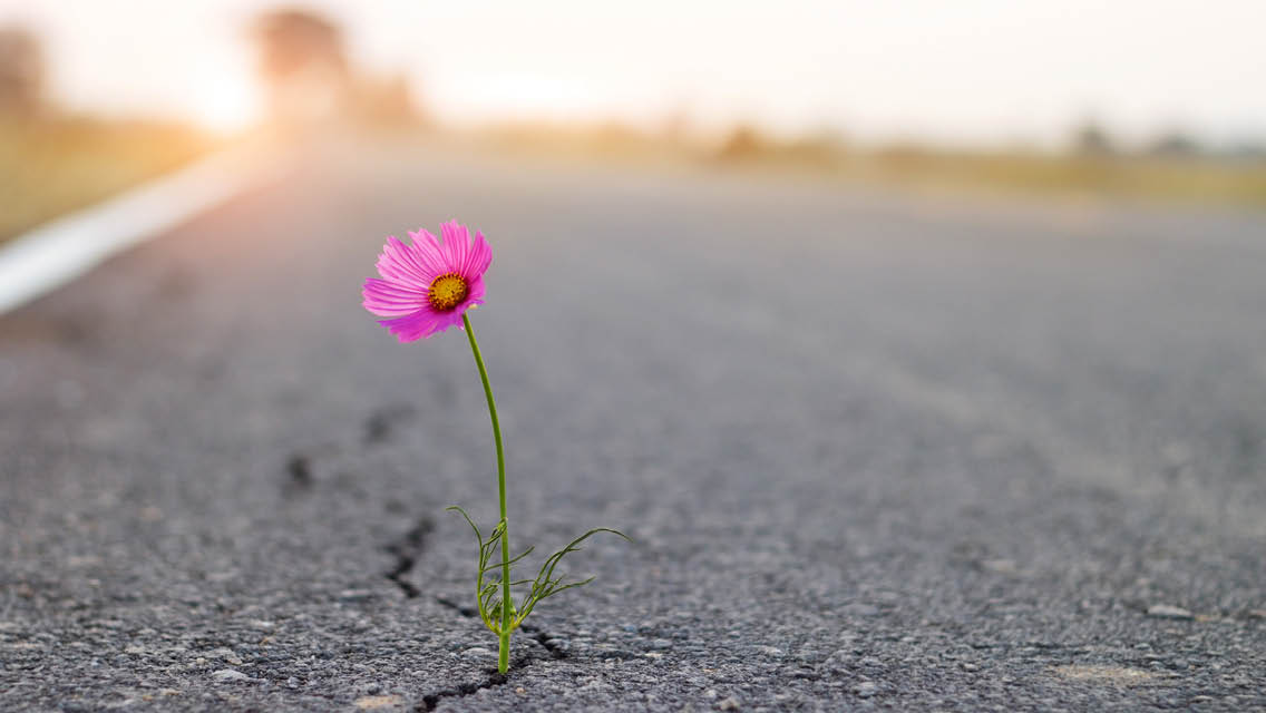 a pink cosmos flower grows from a crack in the road
