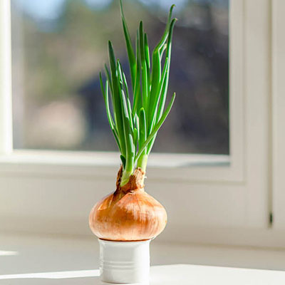 an onion growing inside