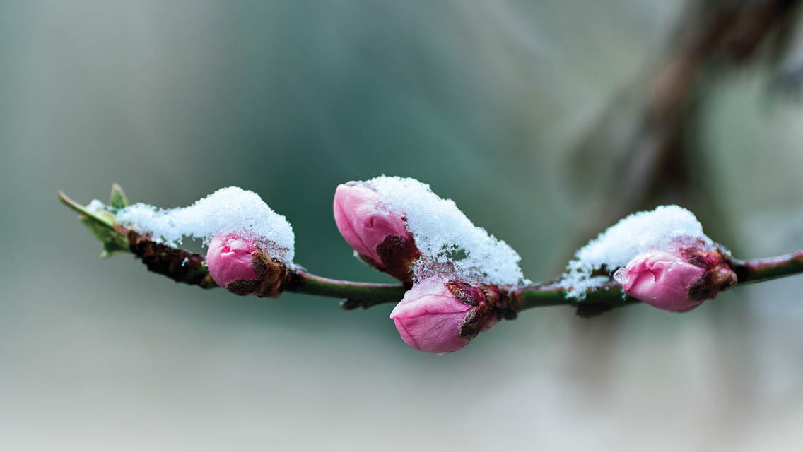 pink cherry tree buds covered with a light coating of snow