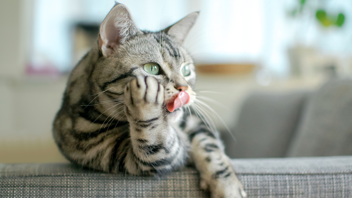 a cat pauses mid lick