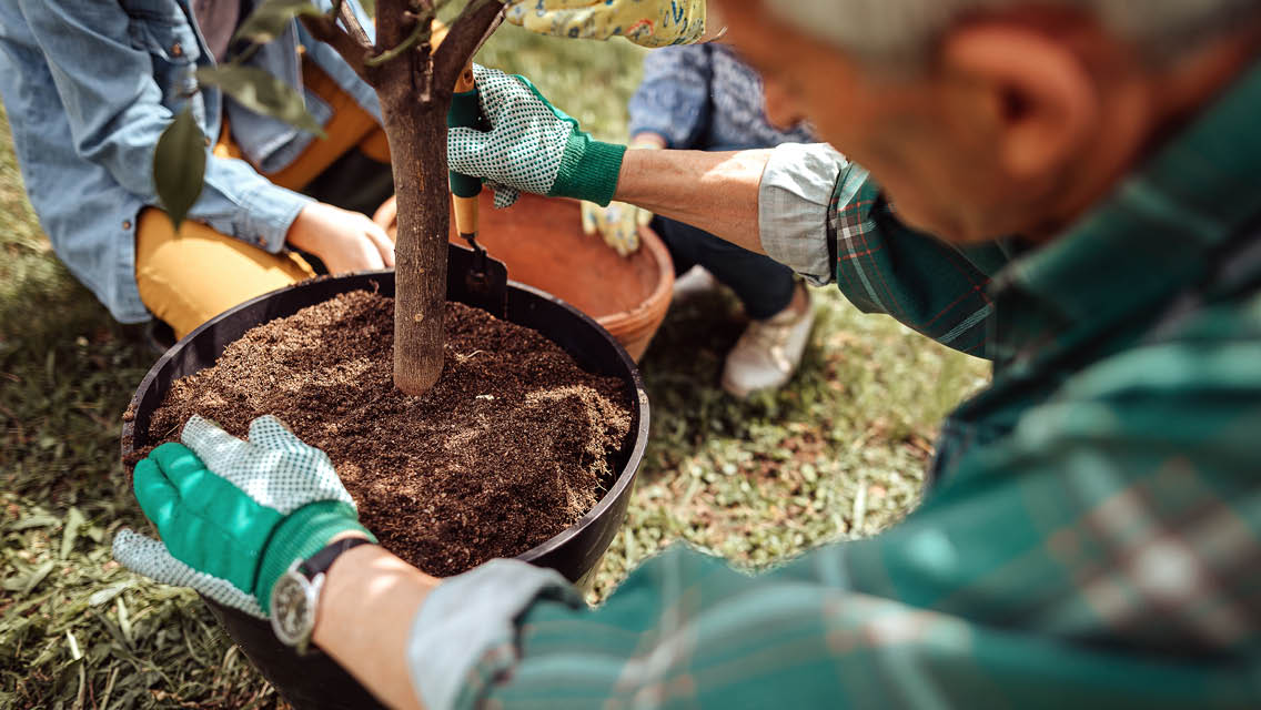 a person prepares to plant a tree