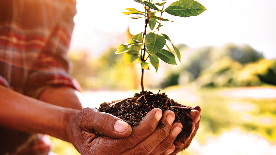 a person holds a seedling with a a root base of dirt