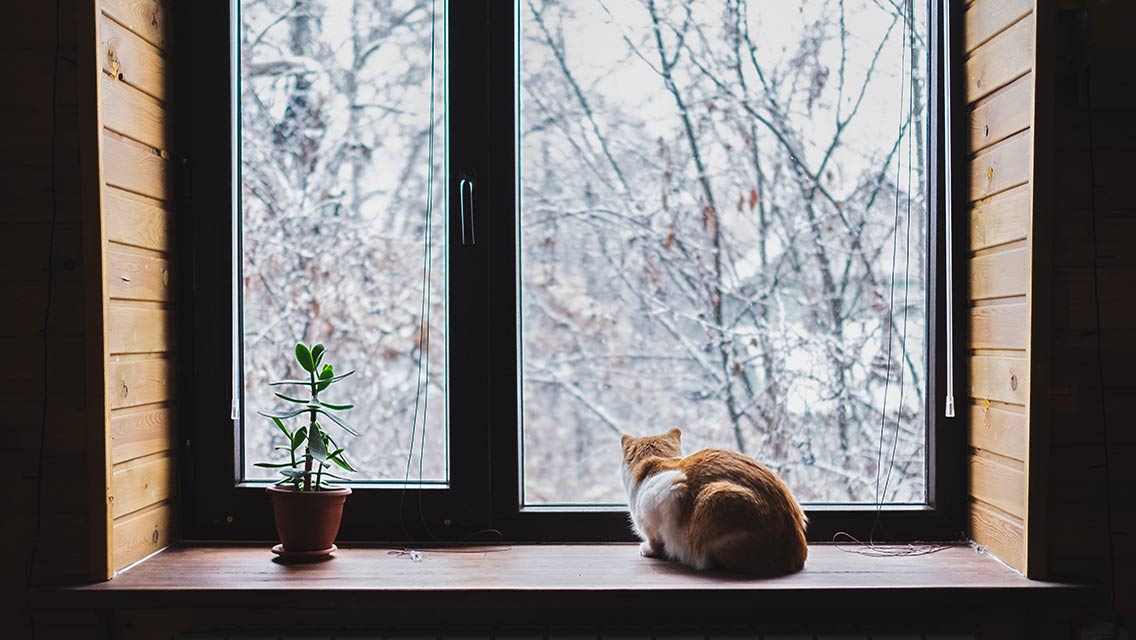 A cat looks out a window on a snowy day.