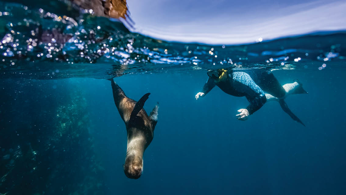 a person swims with a playful sea lion
