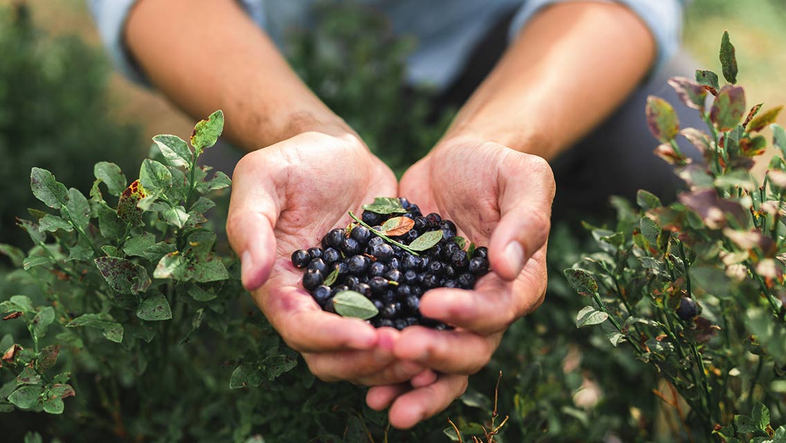 Person holding wild blueberries