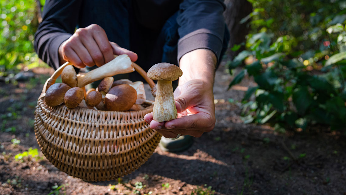 a person holds a wild mushroom