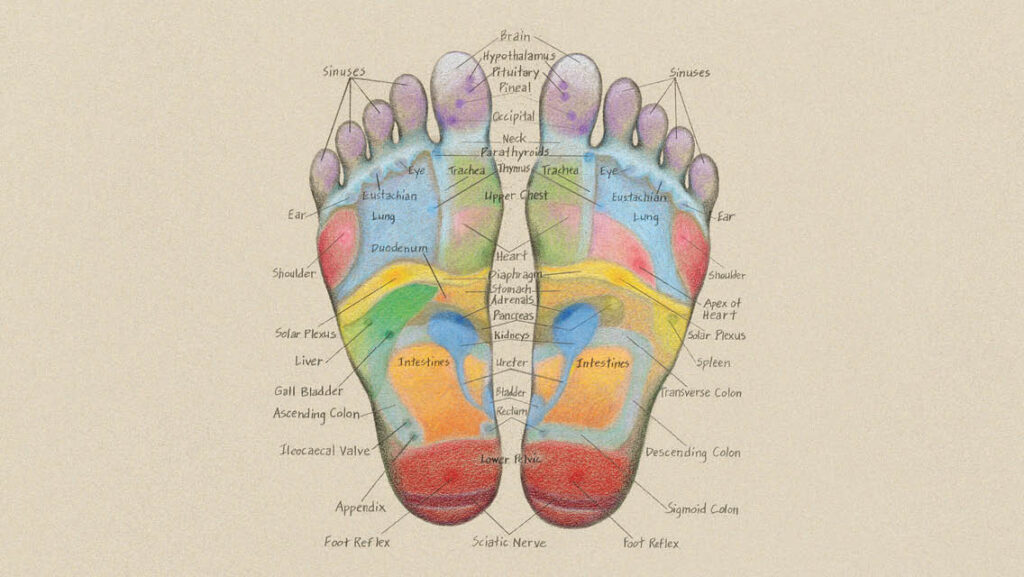 a foot reflexology chart