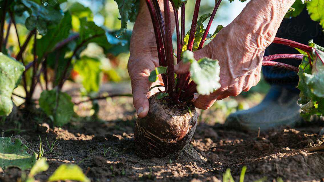 Person pulling a beet out of the ground in a garden