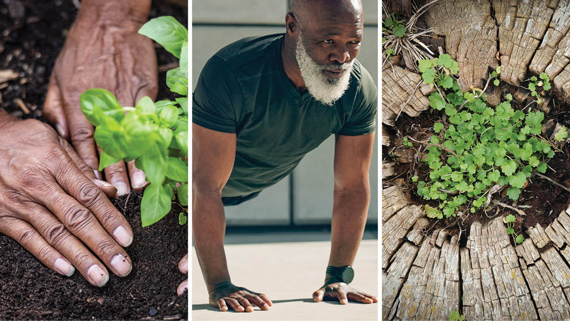 photo collage of a person planting herbs, a man holding plank, and a plant growing out of a stump.