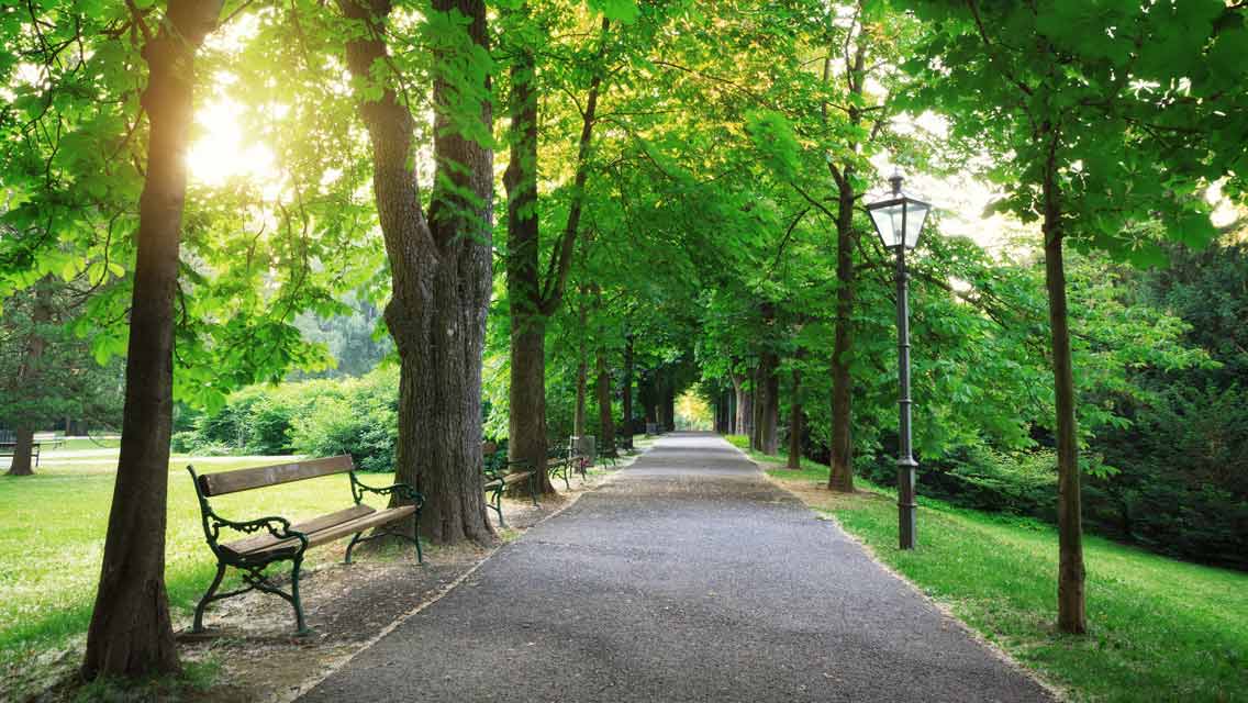 a beautiful sunlit park path lined with trees