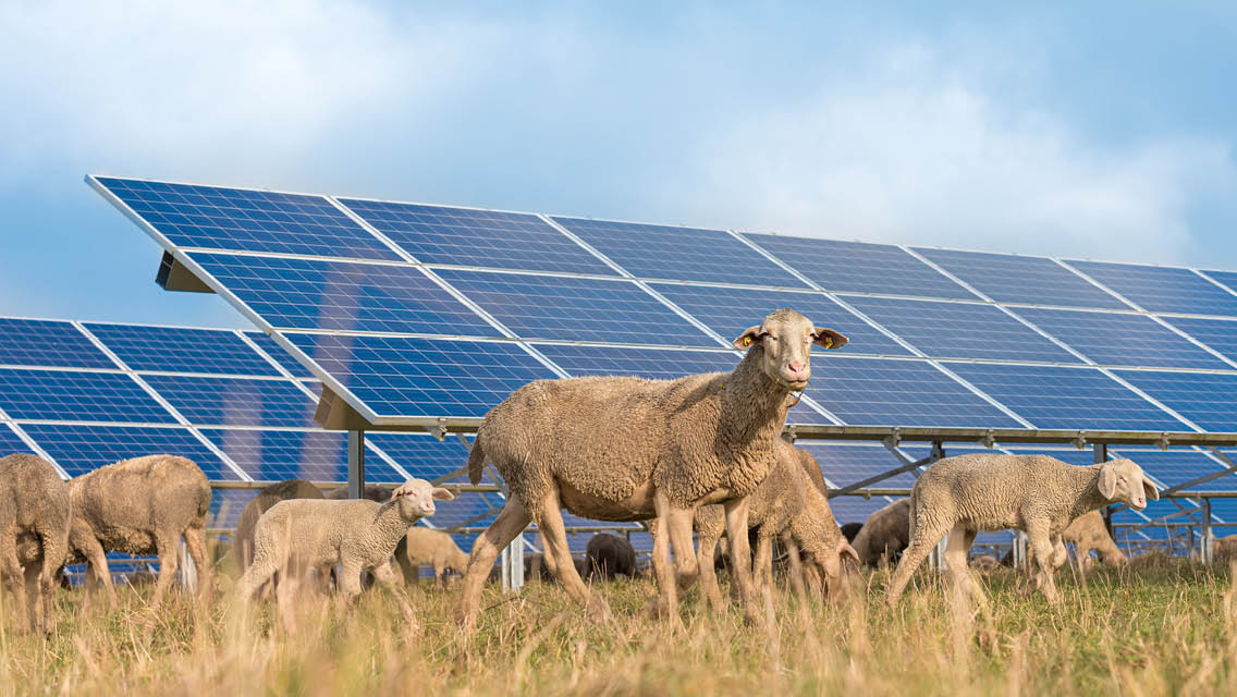 sheep graze amongst solar panels.