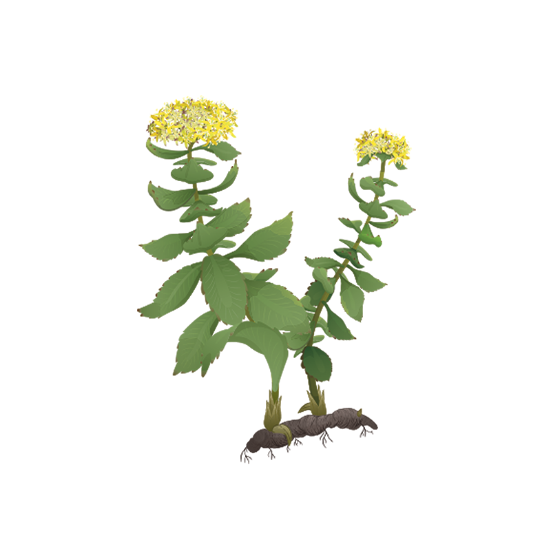 rhodiola