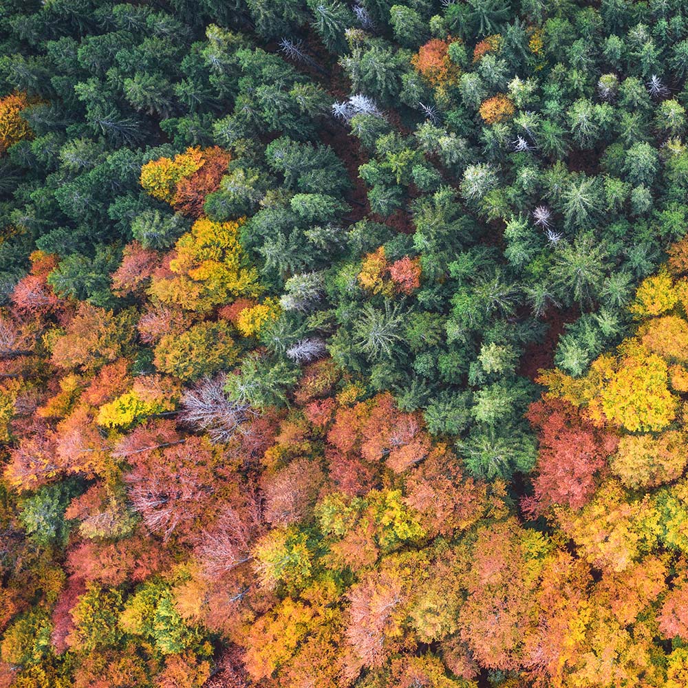 fall trees