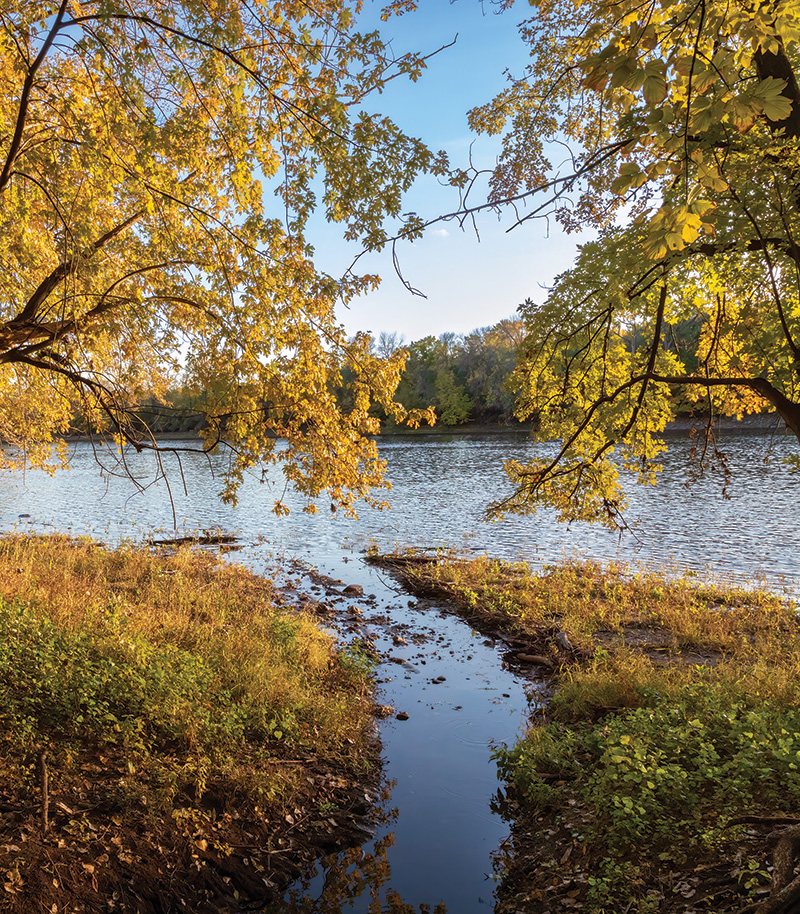 fall cottonwoods along the Mississippi