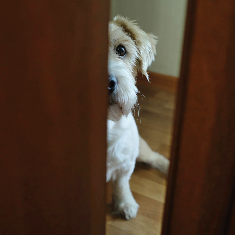 a dog peeks through doors