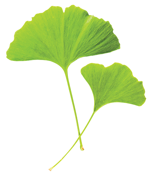ginko leaves