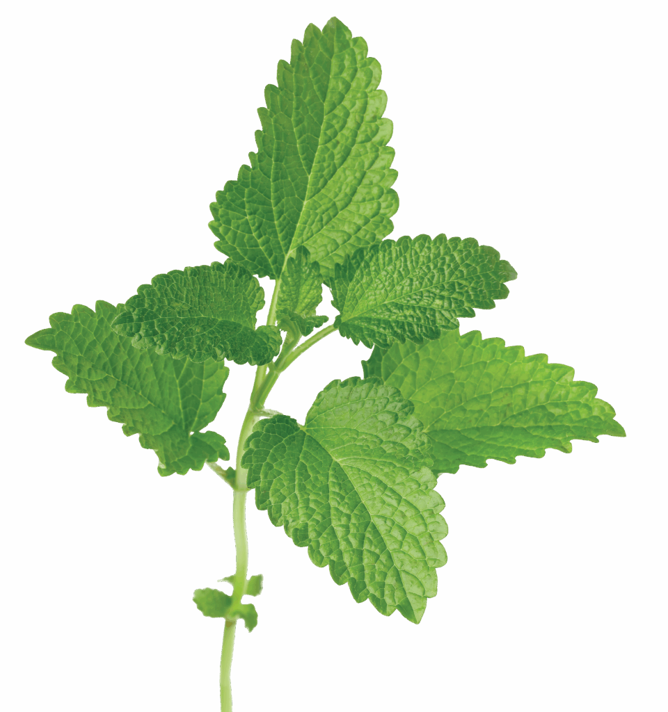 lemon balm