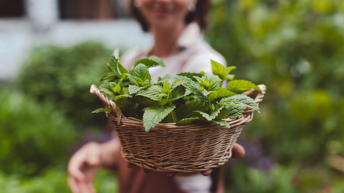 lemon balm