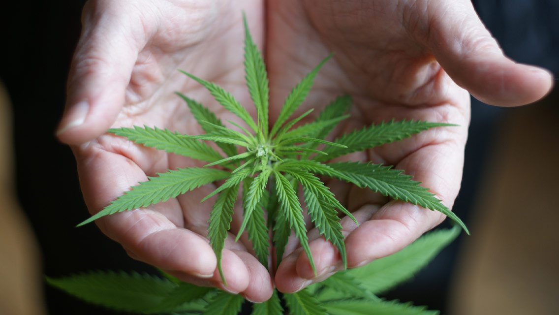 hands hold a cannibis plant