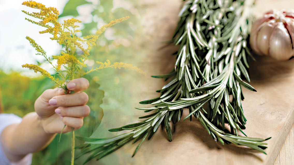 photo collage: image 1) goldenrod image 2) rosemary and garlic