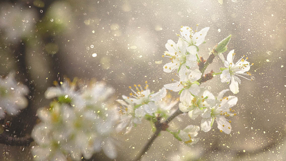 The Surprising Link Between Your Gut Microbiome and Allergy Rates