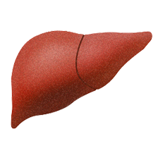 liver