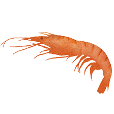 shrimp