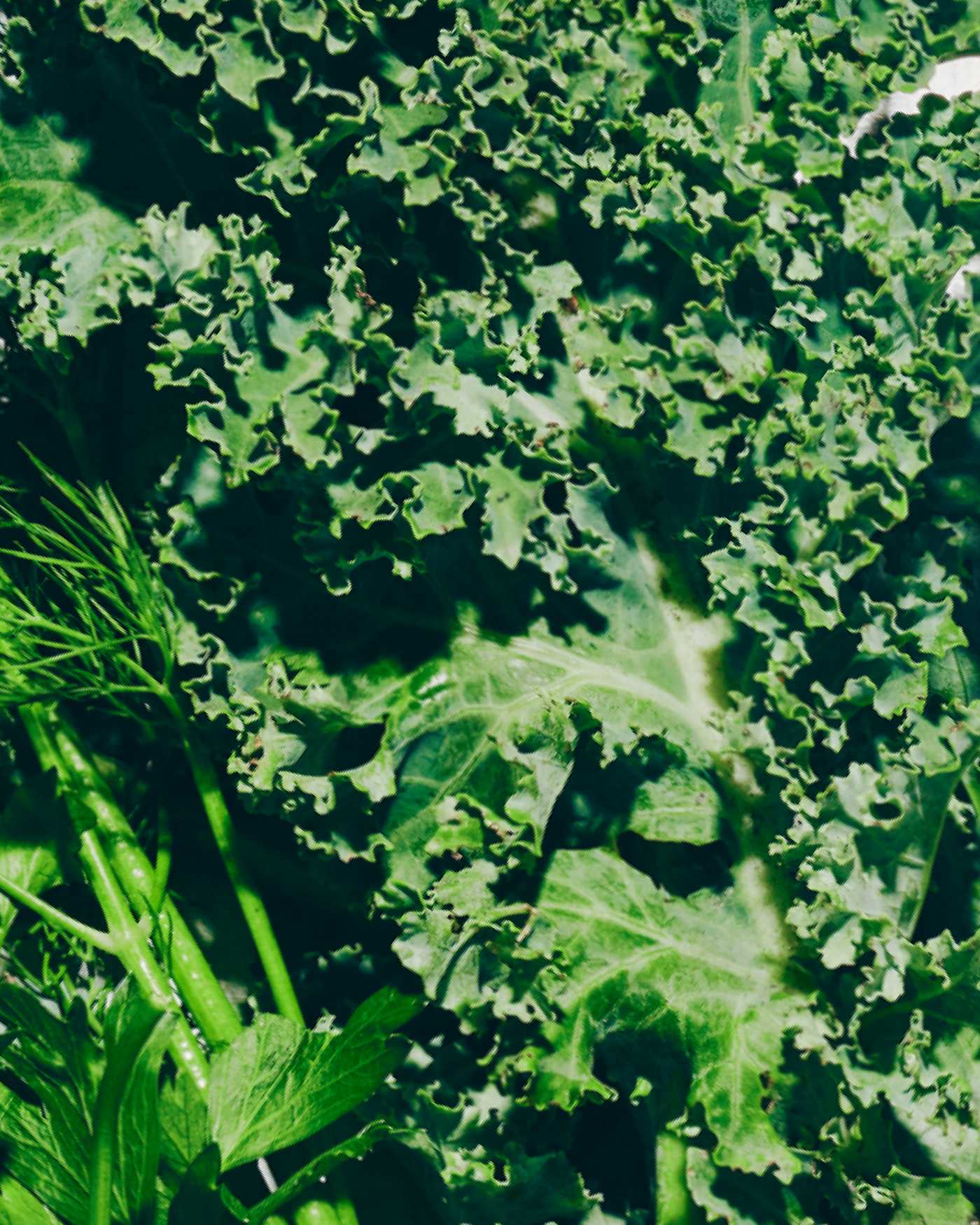 A close up of a bunch of kale.