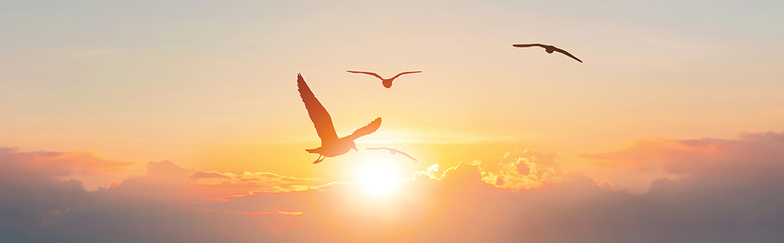 birds flying at sunset