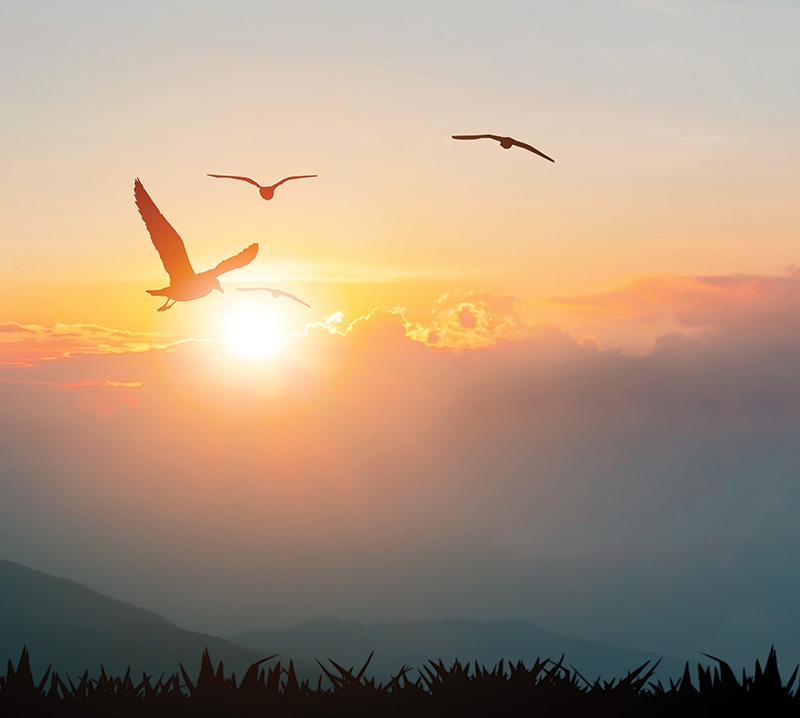 birds flying at sunset