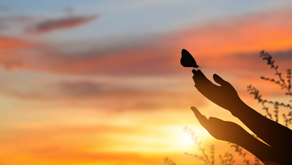 hands release a butterfly during a sunset