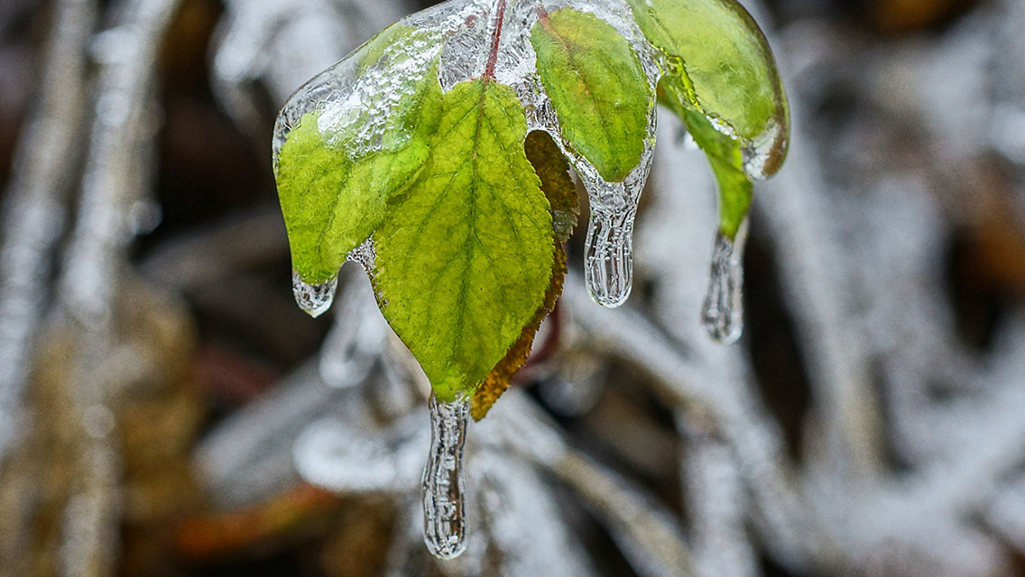 Green icy leaves in white ice on a plant branch