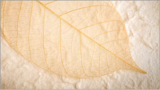 brown skeleton leaf on handmade rice paper