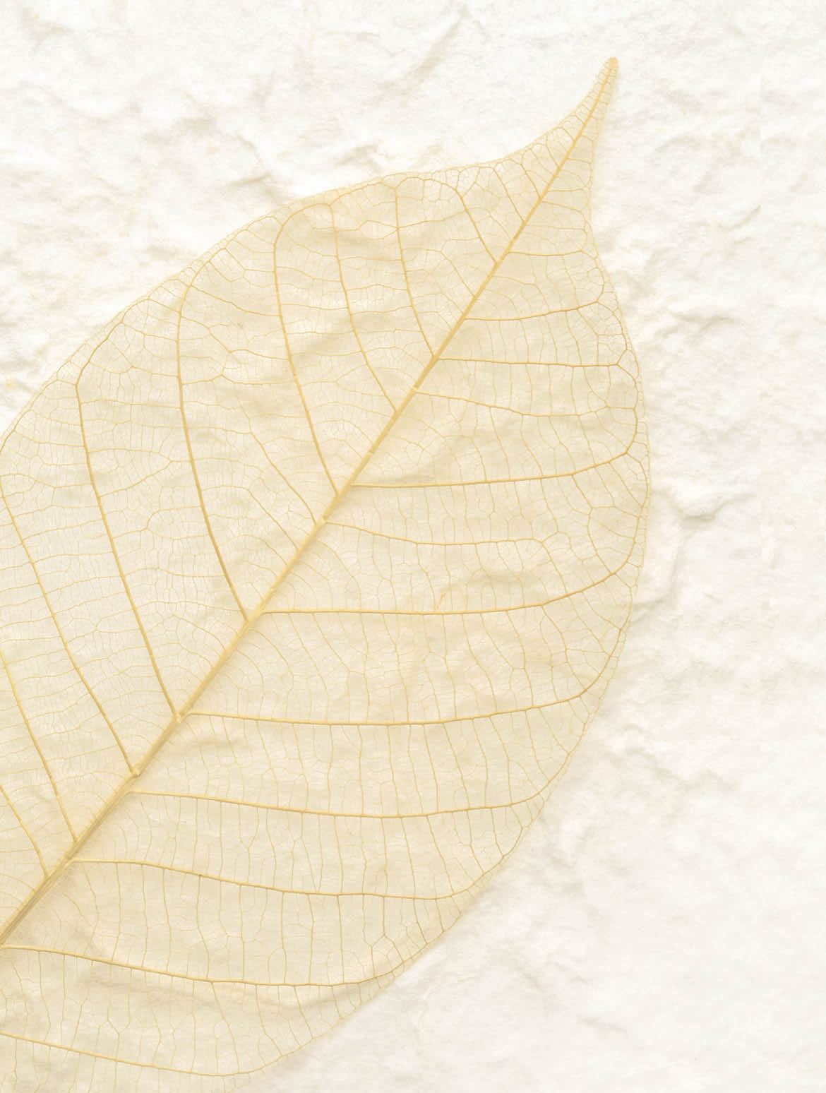 brown skeleton leaf on handmade rice paper