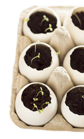 Flower seedlings in six egg shells in an egg carton 