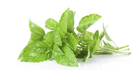 Fresh garden herbs set  Isolated on white background