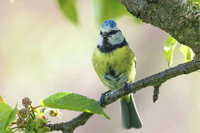 Horizontal photo with single male blue tit bird which sits on branch of cherry tree with few faded blooms and green leaves  Small bird sings to female and has nice blue color on head and yellow on chest 