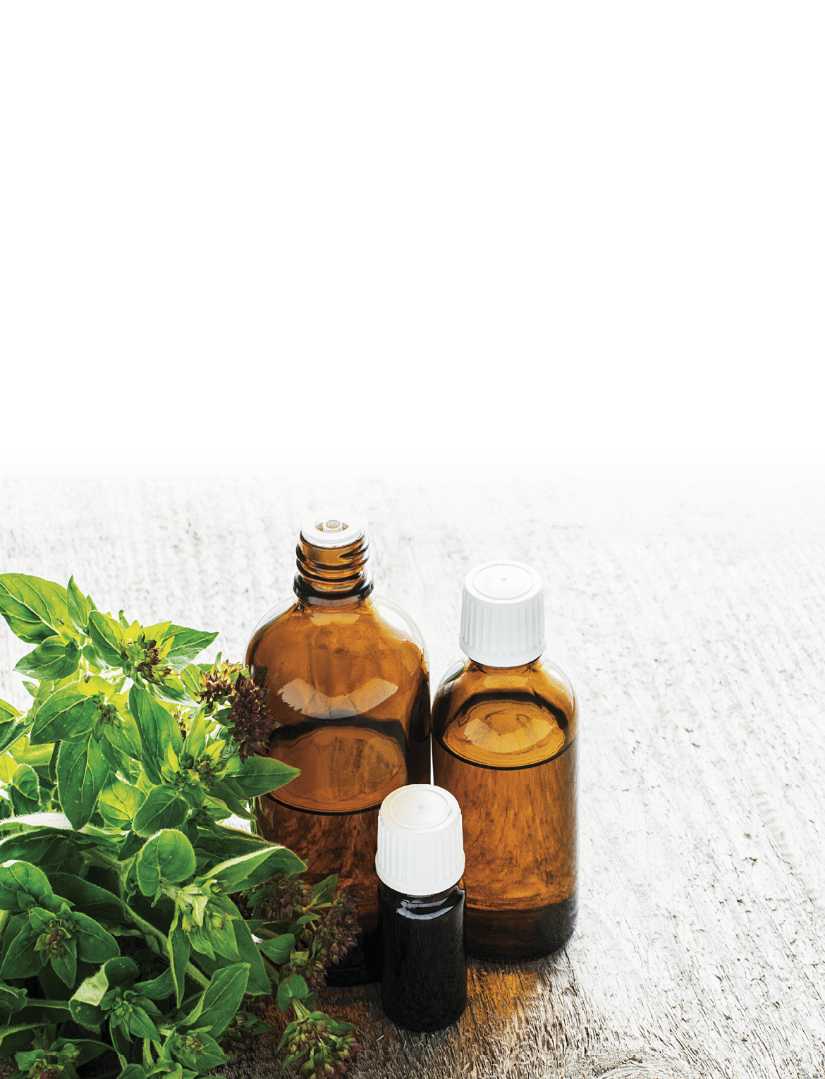 Essential oregano oil for aromatherapy in a dark glass containers on wooden background with fresh oregano  Selective focus