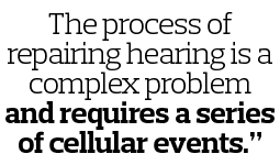 The process of repairing hearing is a complex problem and requires a series of cellular events  