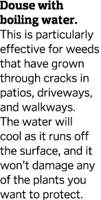 Douse with boiling water  This is particularly effective for weeds that have grown through cracks in patios  driveway   