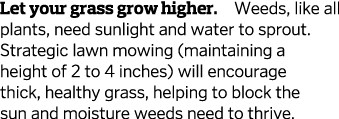 Let your grass grow higher  Weeds  like all plants  need sunlight and water to sprout  Strategic lawn mowing  maintai   