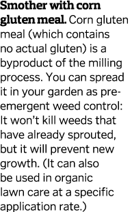 Smother with corn gluten meal  Corn gluten meal  which contains no actual gluten  is a byproduct of the milling proce   