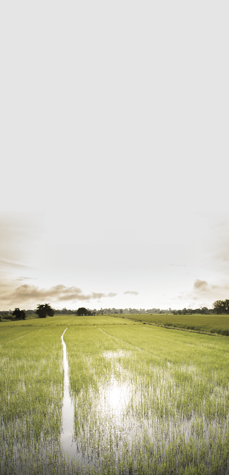 A little cottage in jasmine farm 